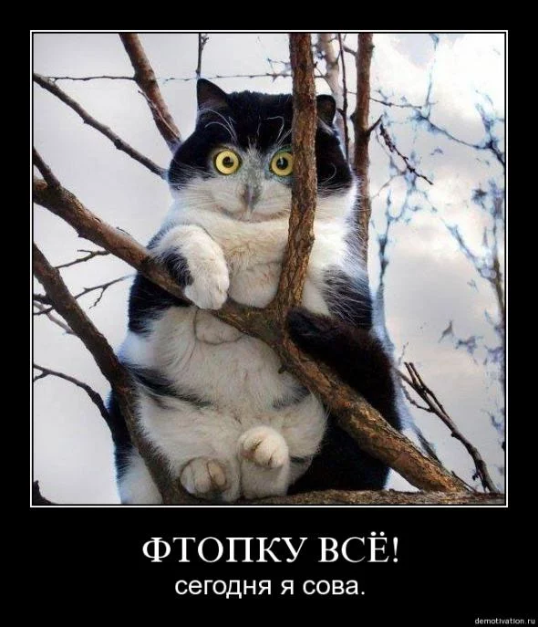 66954388_44cb698f2915a69604f52dd78d0_prev.webp
