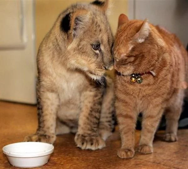 67585614_1291762610_084_animal.webp