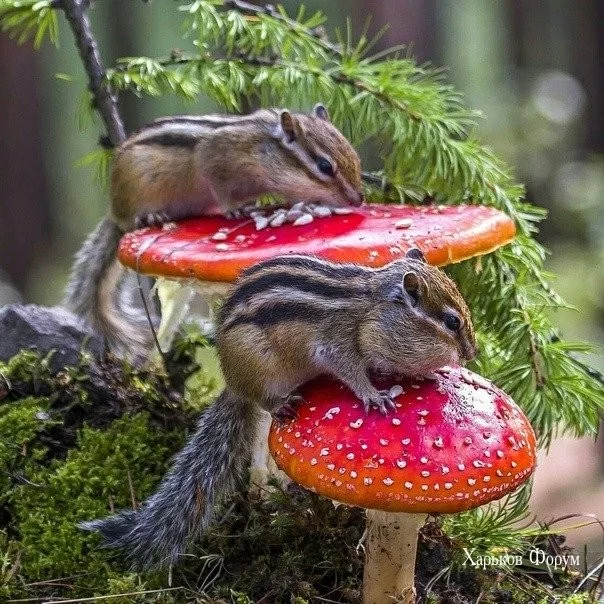 67a3ef62c79e2d6c.webp