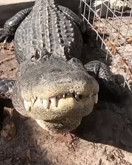 68023775ac14bdc086a3ea.gif