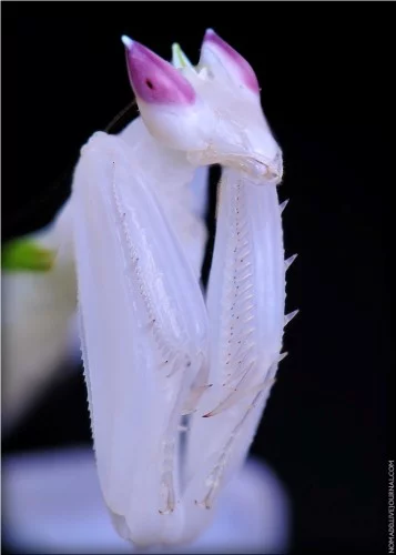 68498734_orhideiniibogomol15357x500.webp