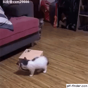 68ed04a213674af99060a3a8bf0feca67185bc9a.gif