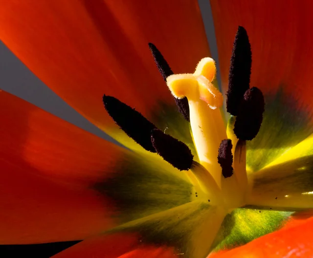 6972832297_0c8dbb3d48_z.webp