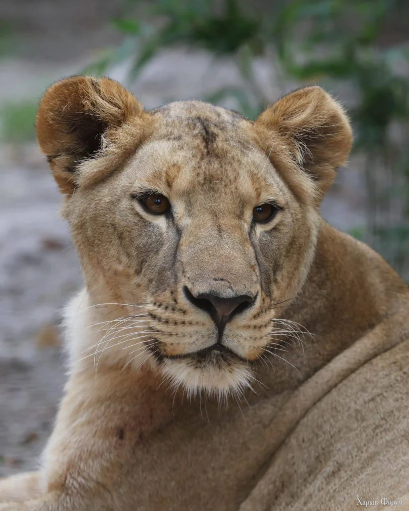 Левиця Василина