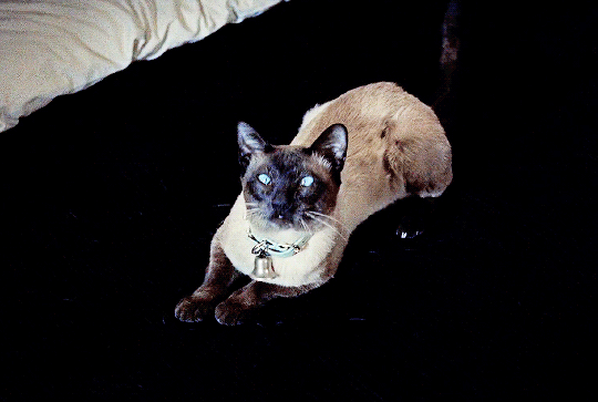 69c00044b3221973551a3edf4ea4af73fa18a6e6.gif