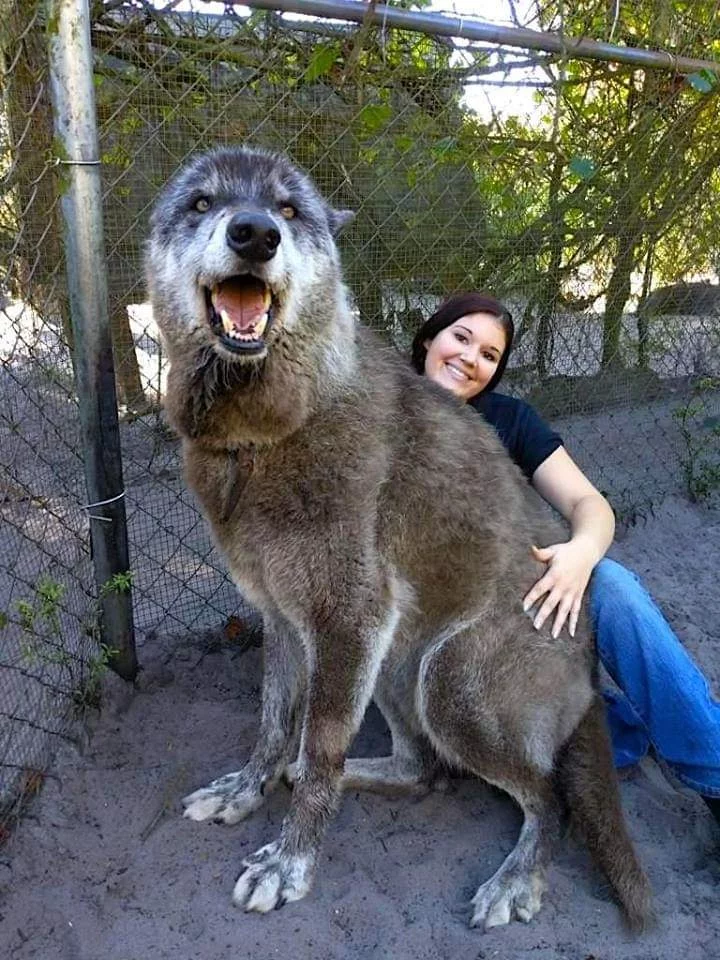 6ahegf.webp