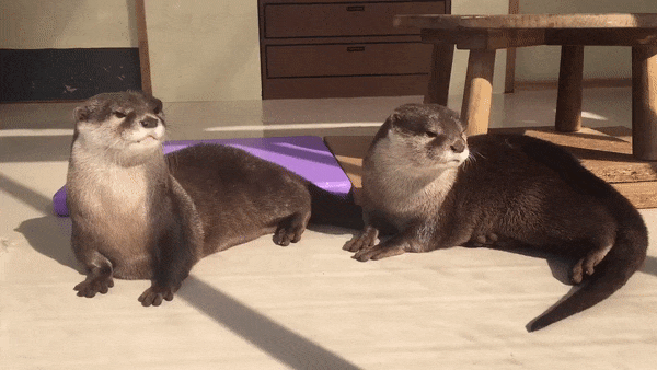 6b022b40b6ed0550f76.gif