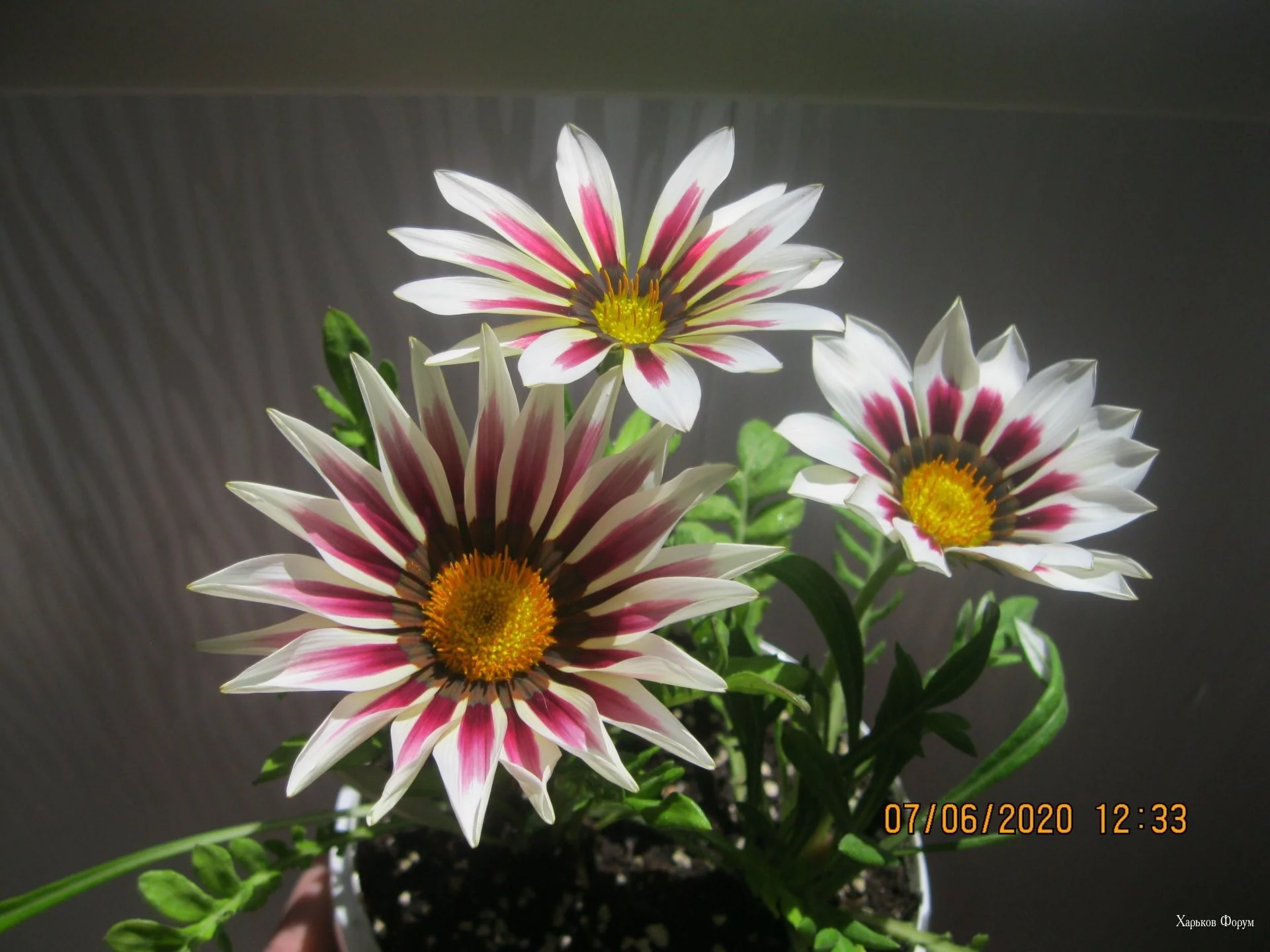 6b0f5be319394ce85ca9.webp