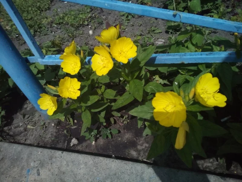 6b1dcf.webp