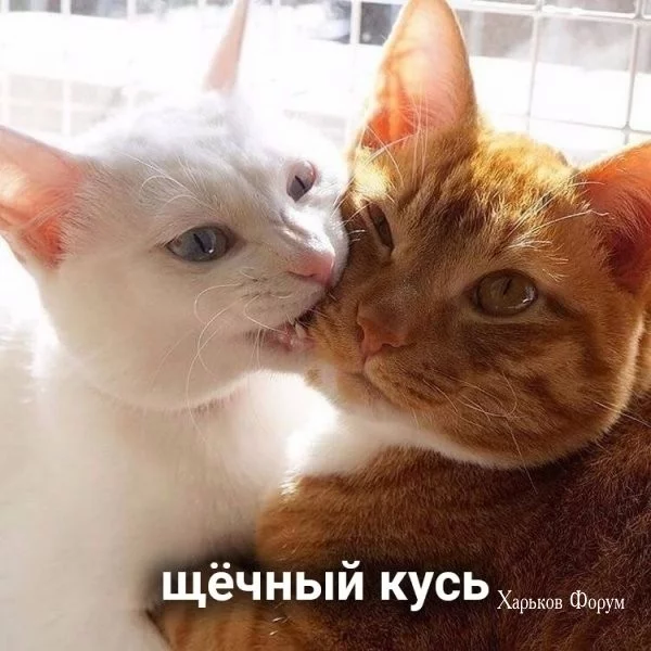 6b24fd8180e46a21.webp