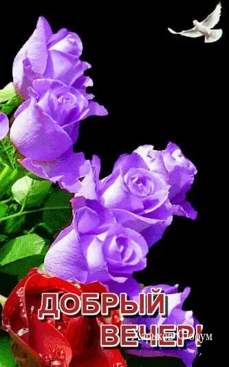 6c2e1208f4d4d3ea.webp