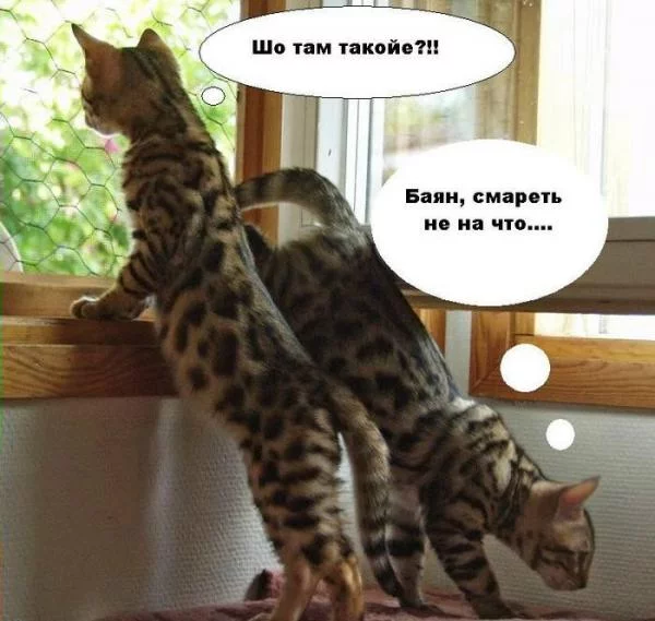 6ca6d407148a9e59985f0c6ab460c709.webp
