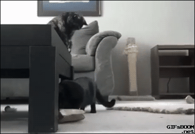 6d08882a86e1240f64479c3dc771d033.gif