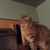 6d3dbcc892394b02fc.gif