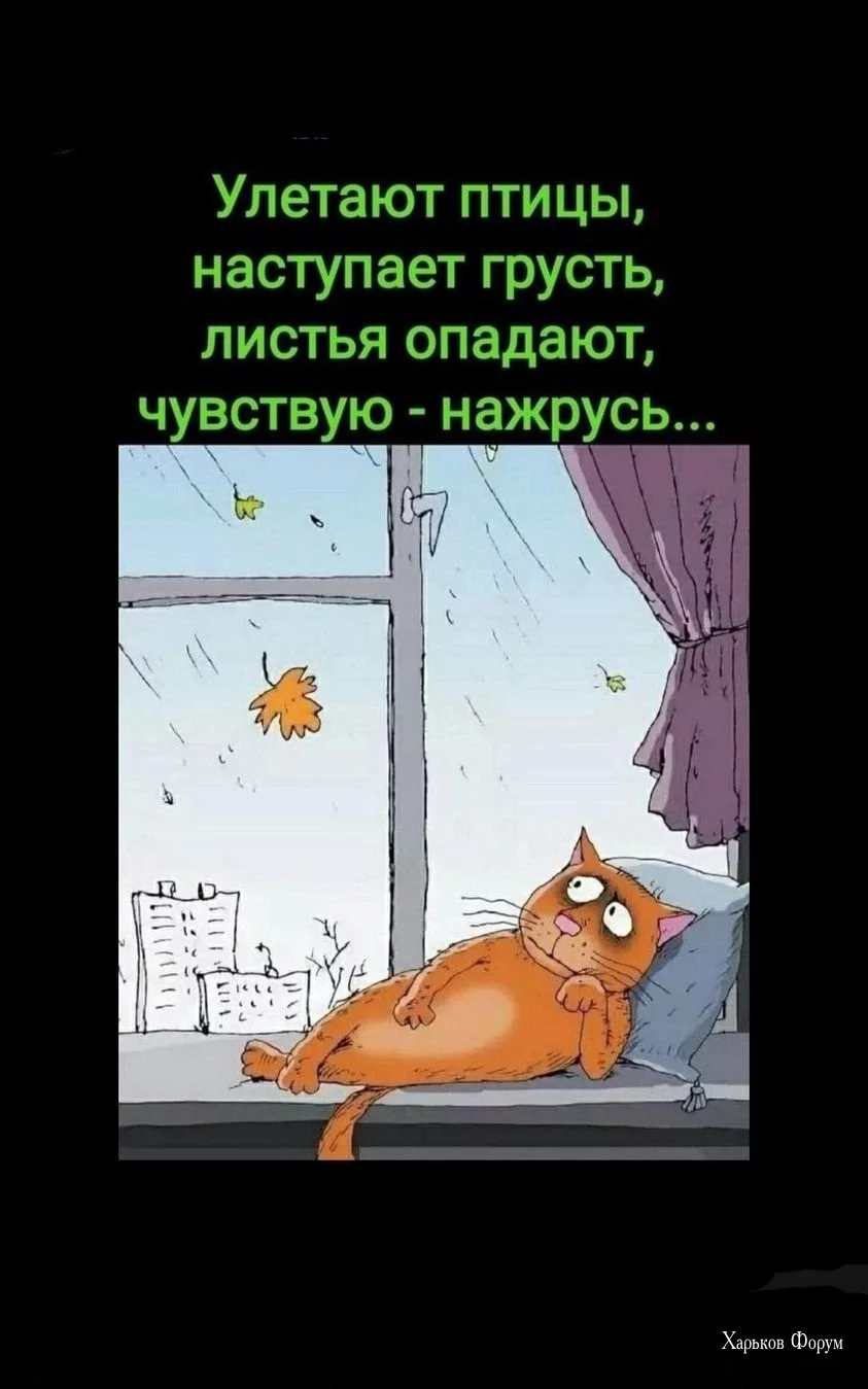 6d52e9a770a1468a8.webp