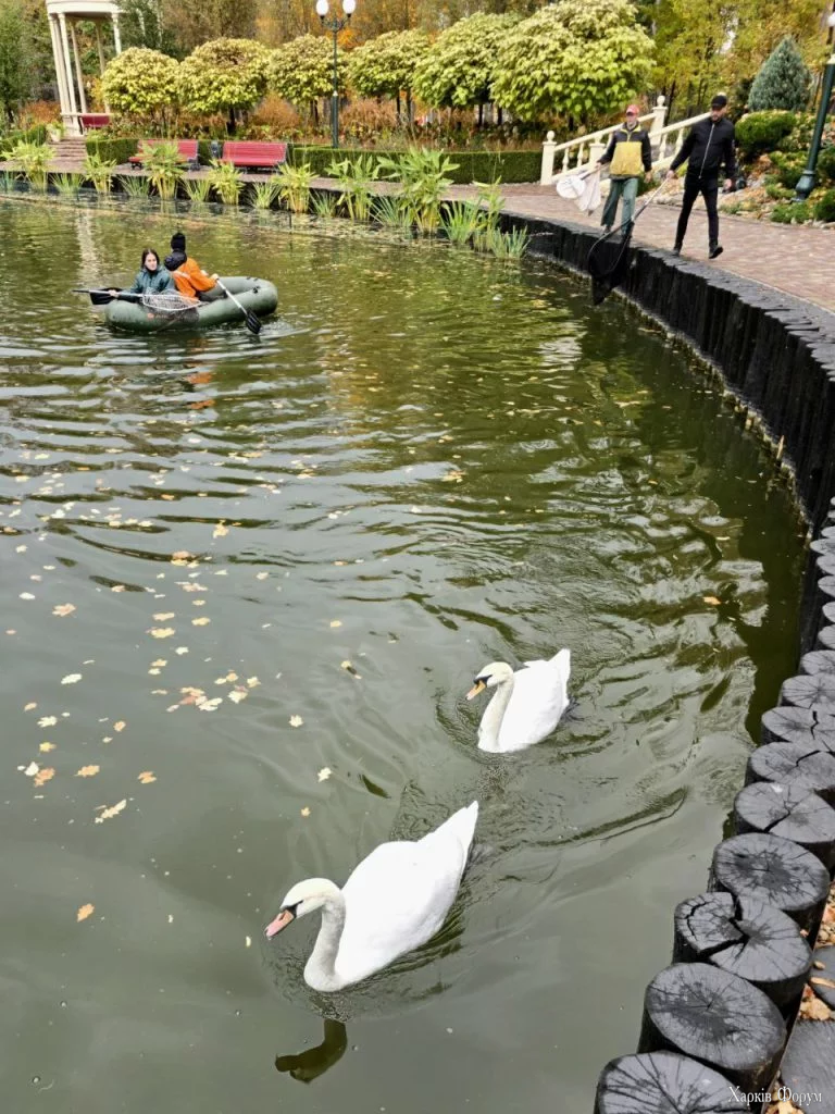 лебедей перевезли из Центрального парка Харькова