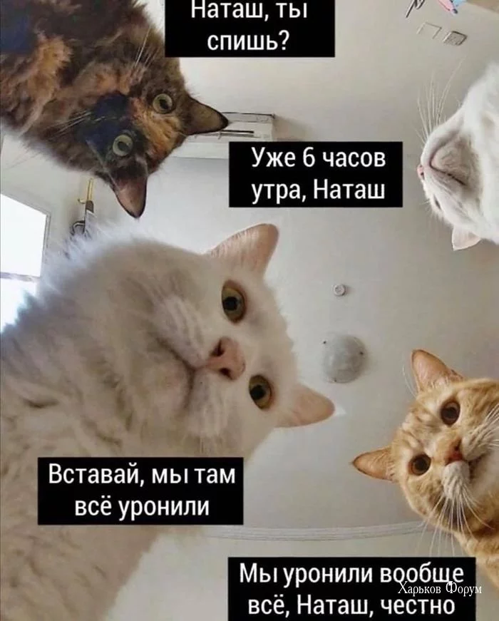6dd7161a4932cf46957e9b88.webp