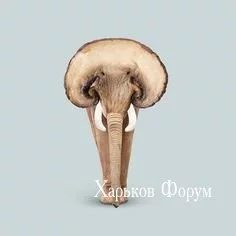 6de0035f3a4f9526.webp