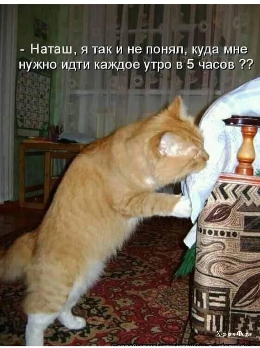 6de251f3ae49e851077a.webp
