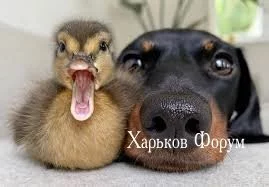 6e96362ca1509dffc72a6.webp
