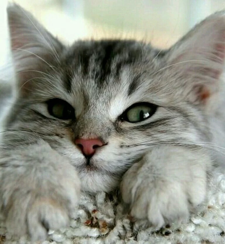6ecdbb.webp