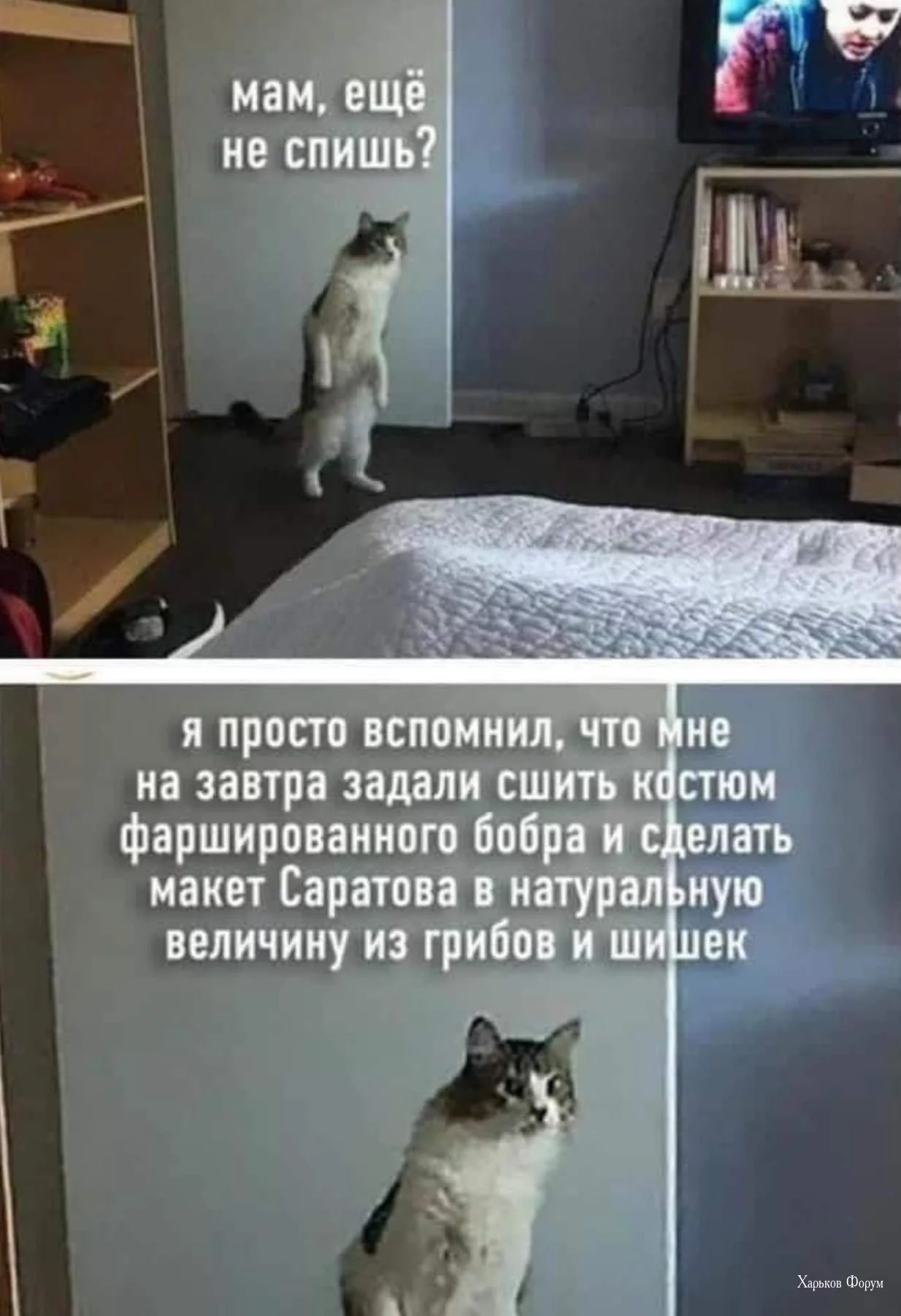 6edade6905388c5728d1b609.webp
