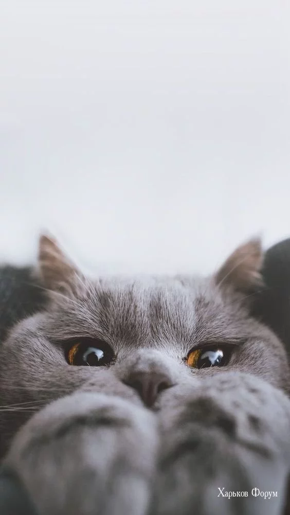 6ee9df4d880c39d2e.webp
