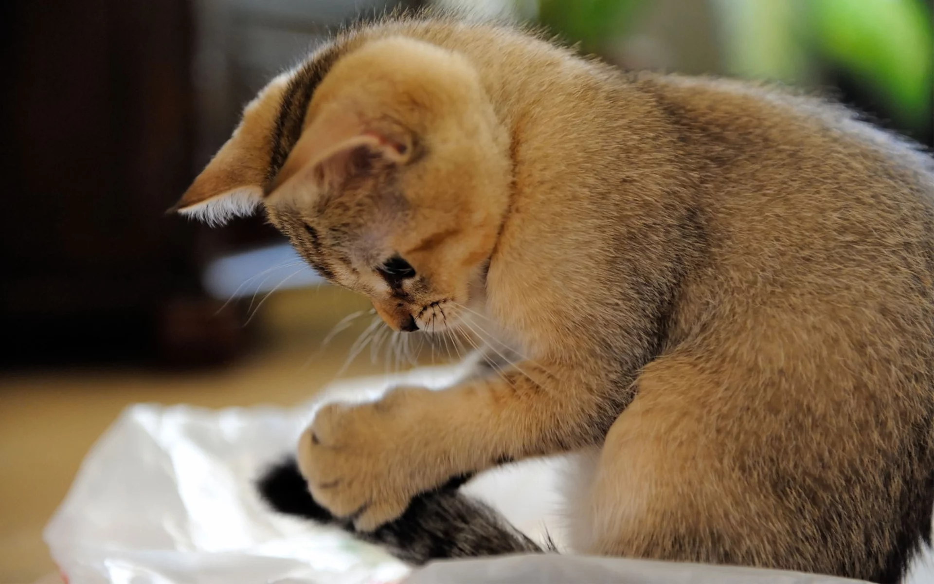 6eeabf.webp