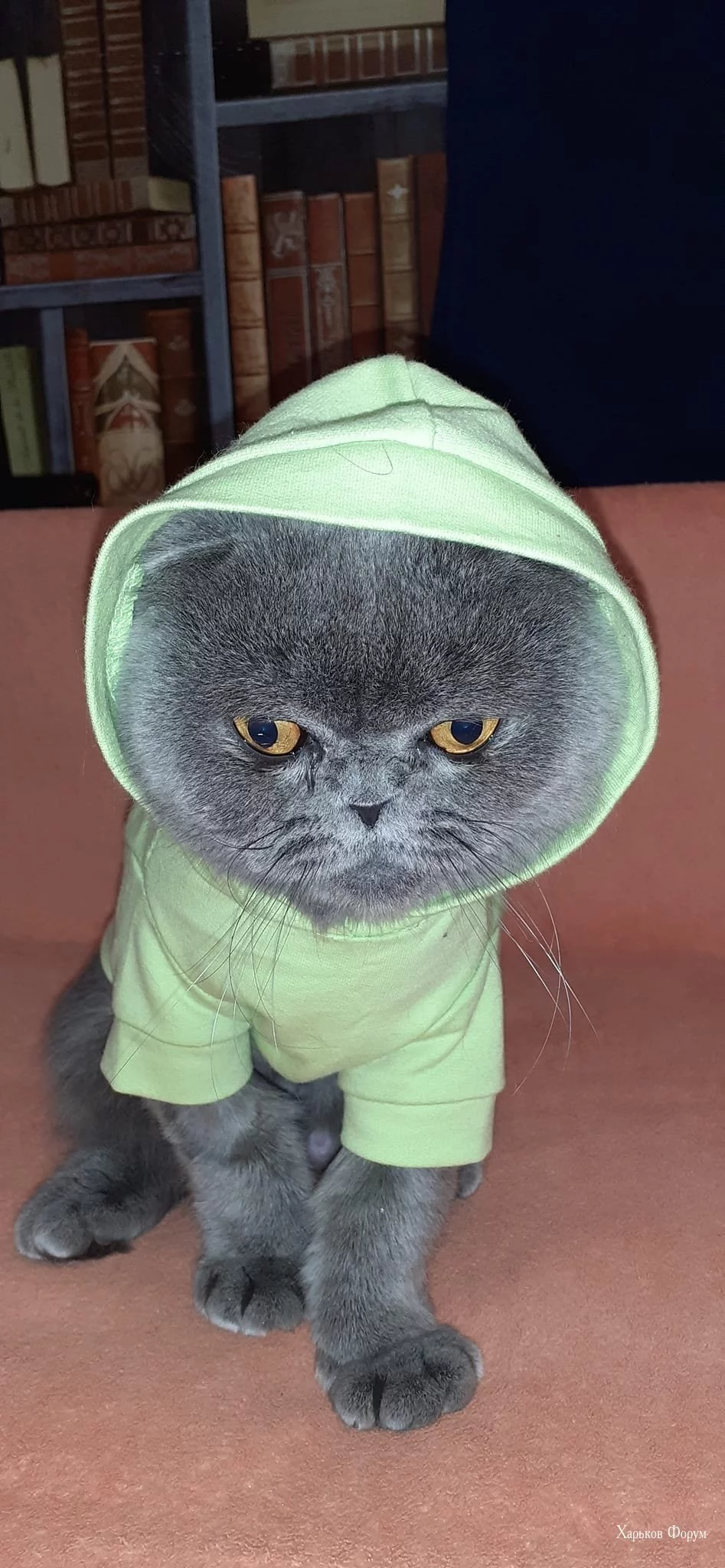 6f4ad17b30773e89646d1389.webp