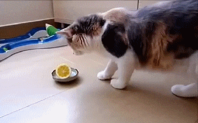 6f5ebe870f641fb8c.gif