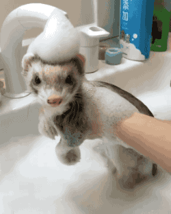 6f96b0e67501cce7e37c3.gif