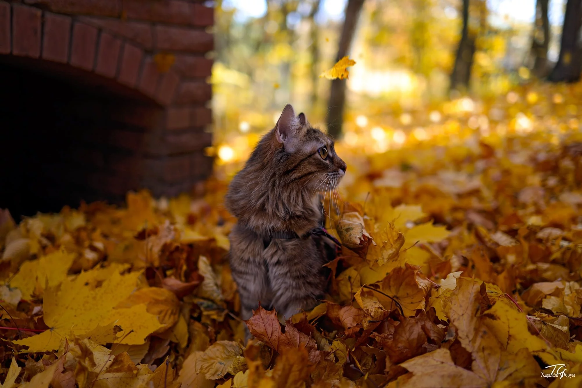 6fdcb9ea83eebd62a5.webp