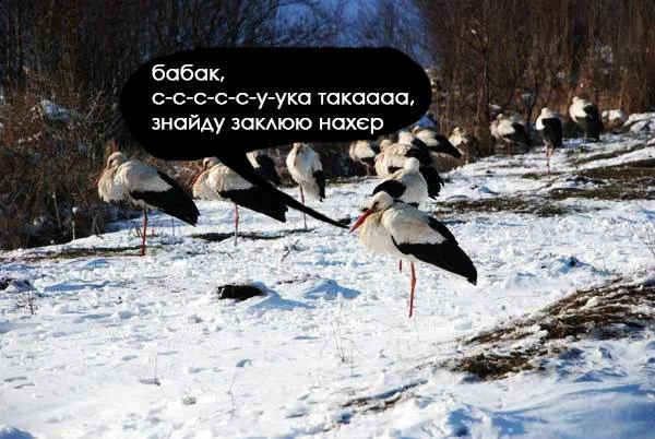 6habdf.webp