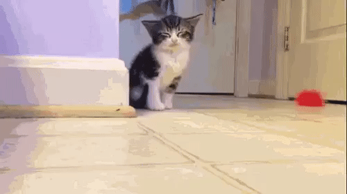 6hhcfh.gif