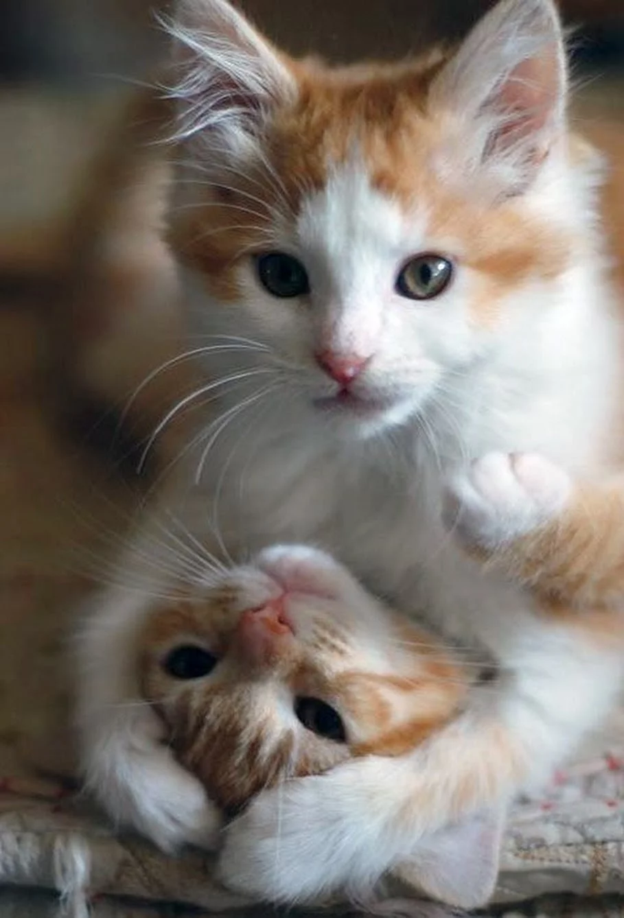 6jbjbe.webp