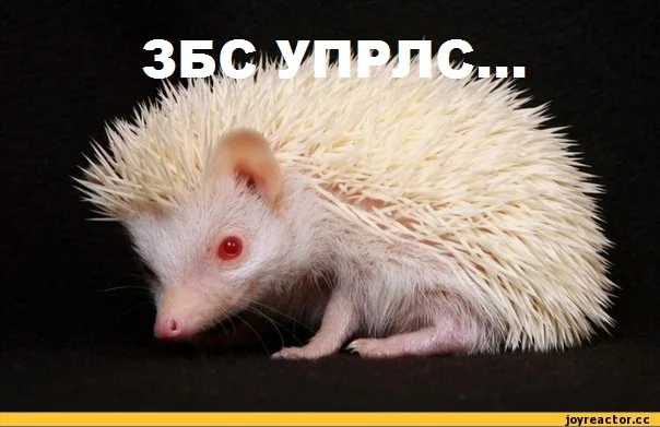6jjfgb.webp