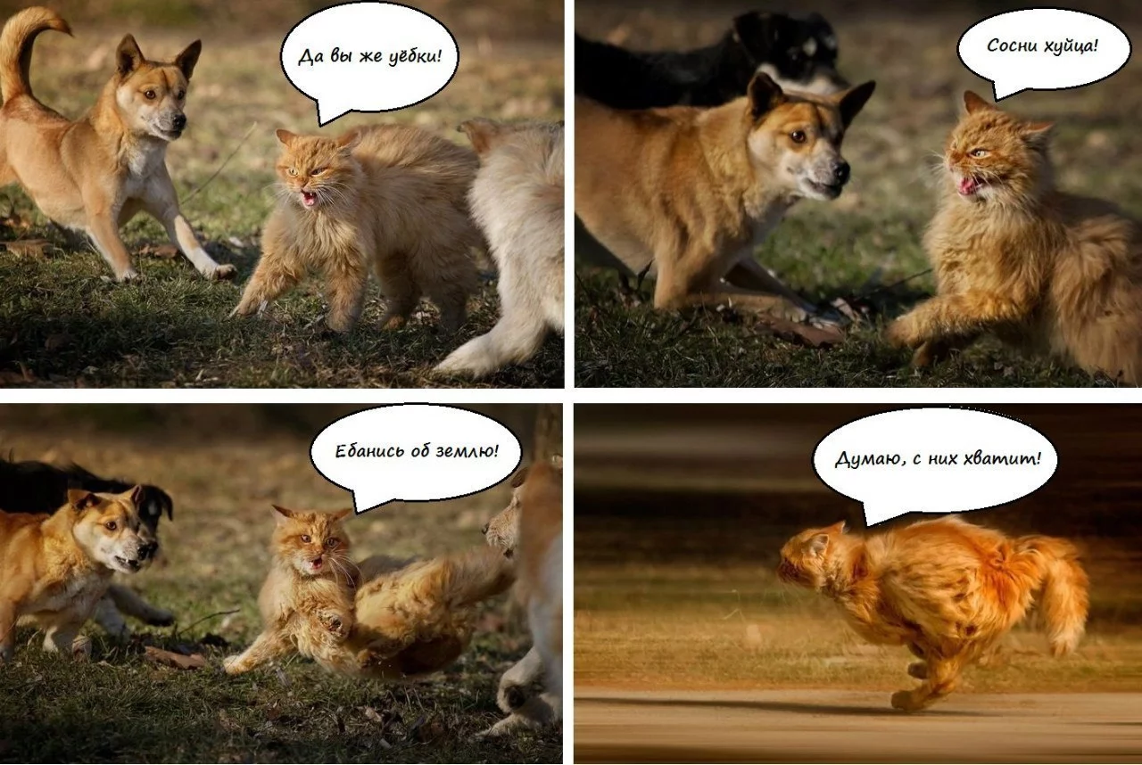6mRc2iBSBmo.webp