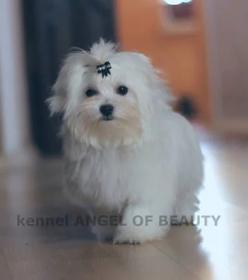 6Z7bX.webp