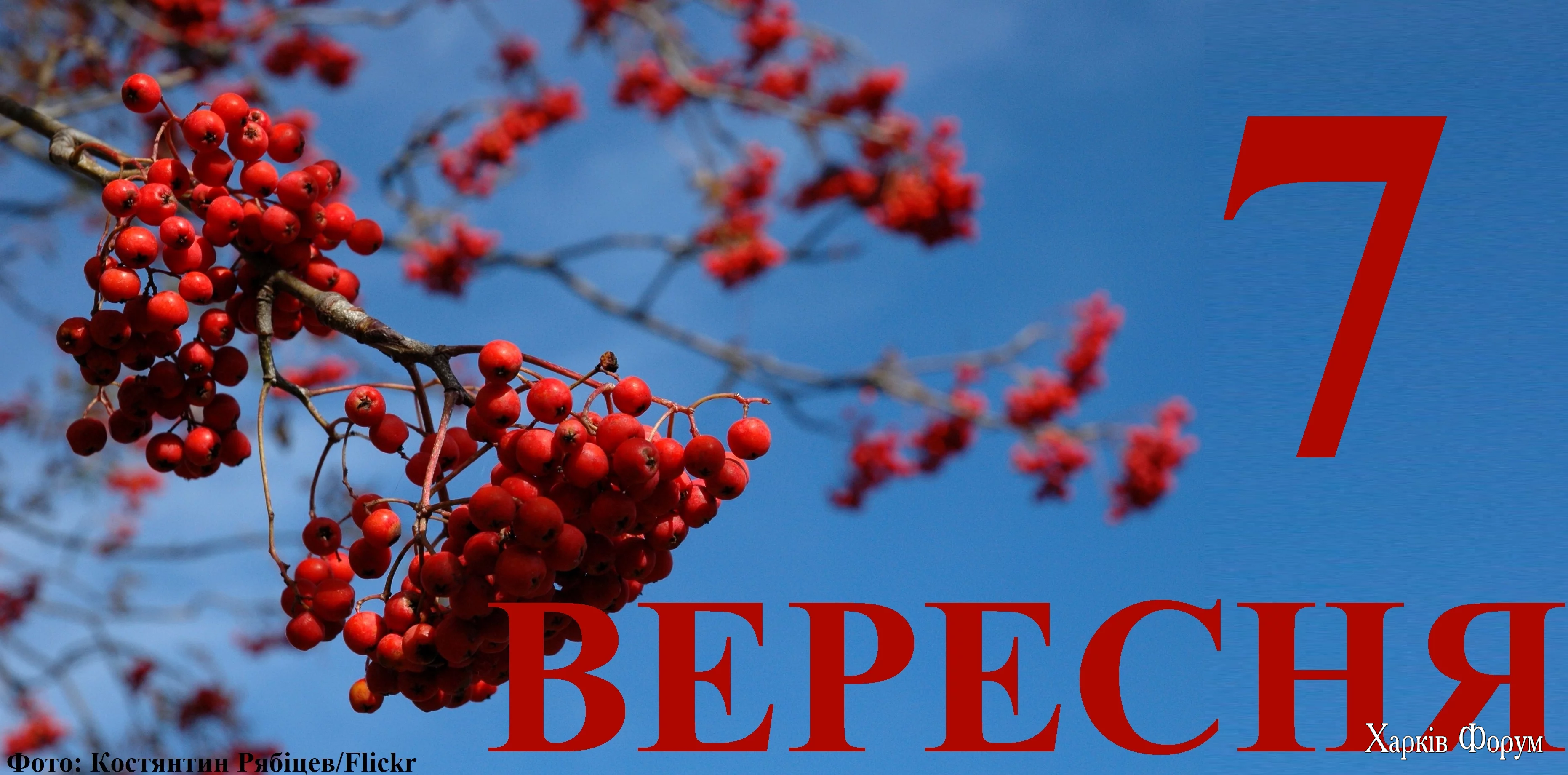 7-VERESNYA.webp