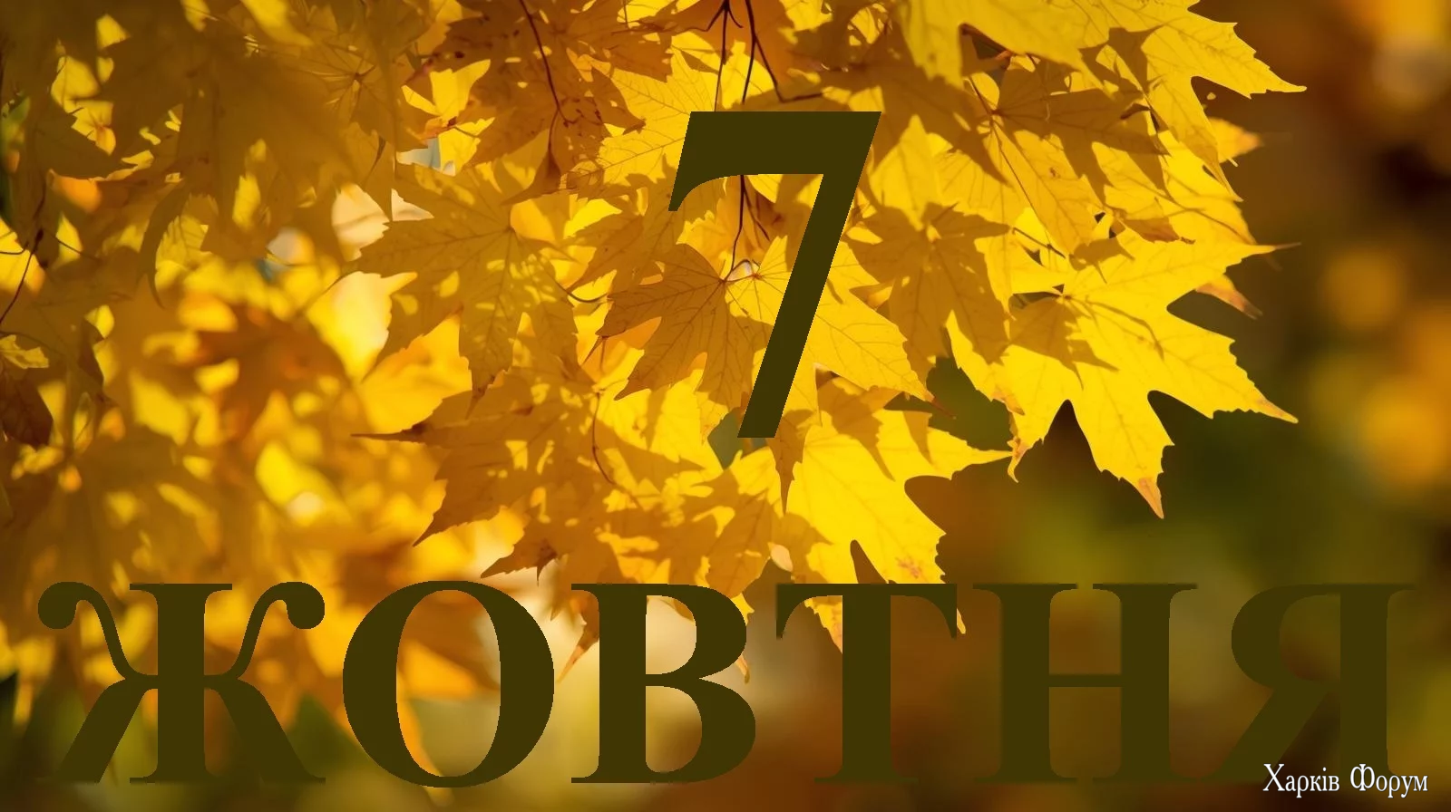 7-ZHOVTNYA.webp