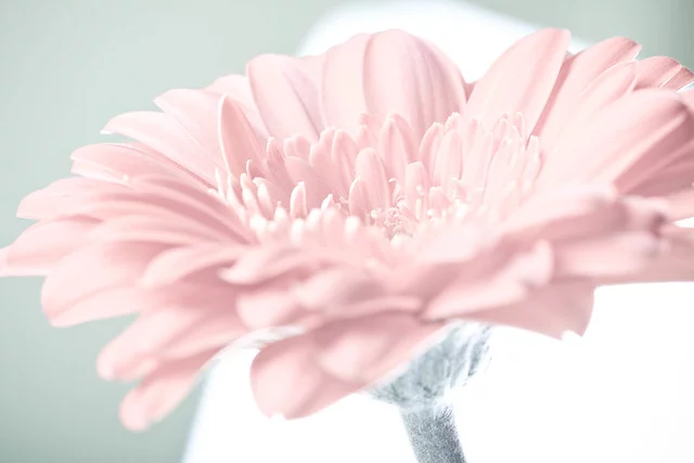 7009046543_b95056cffe_z.webp