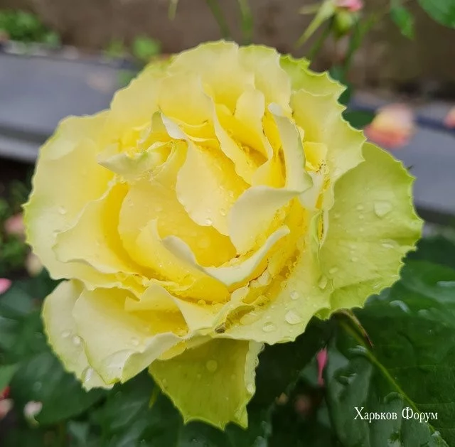 7016bc84dac6b744f9.webp