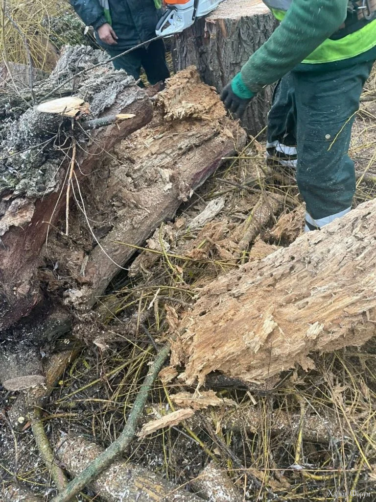 липу спилили в Харькове