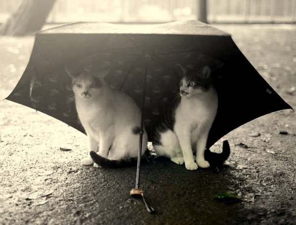 70303607_koshka_v_dozhd.jpg