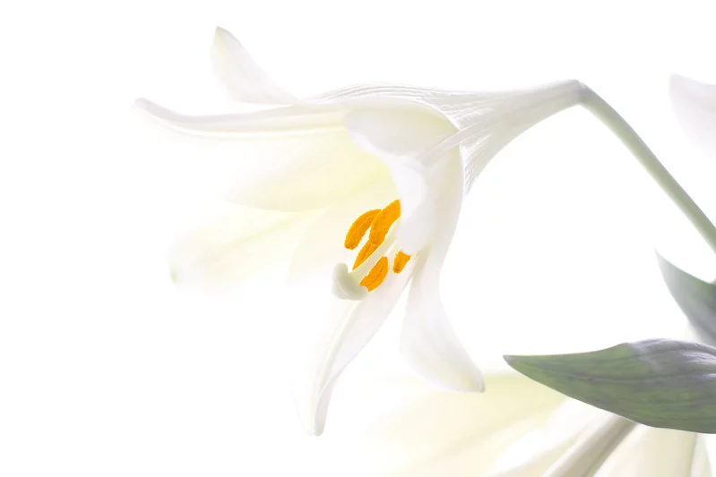 7039188901_ce4428dd8d_c.webp