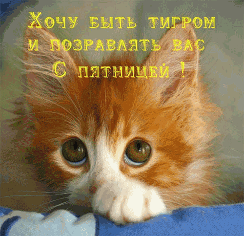 70527939_pyatn6.gif