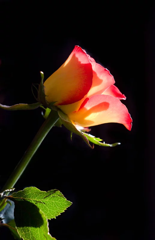 7071683389_b6a70e949a_c.webp
