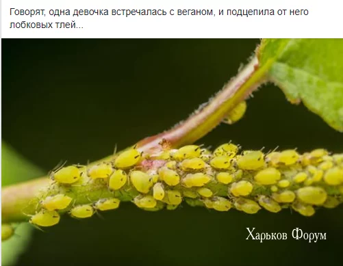 70fe30bdb015777cf.webp