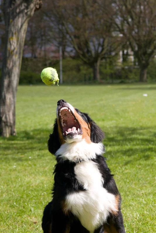 7103221695_197434f48c_c.webp