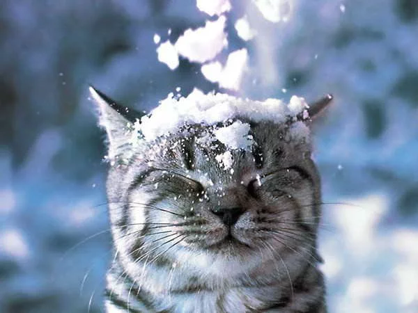 71524985_a8b8c38cabac.webp